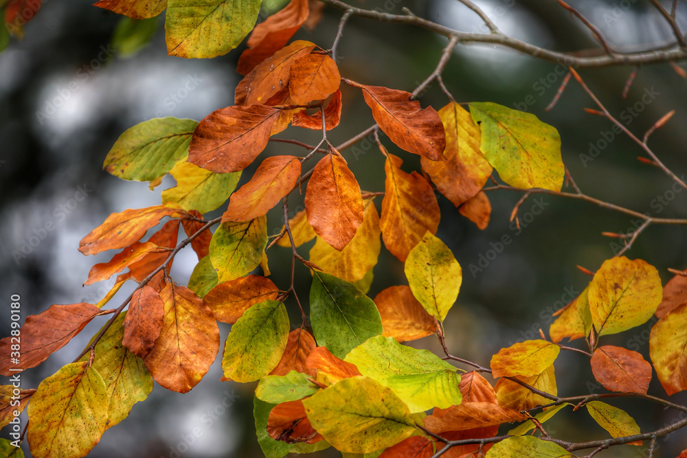 Obraz premium Colorful foliage in the autumn forest. Autumn leaves sky background. Autumn trees leaves in beautiful color.