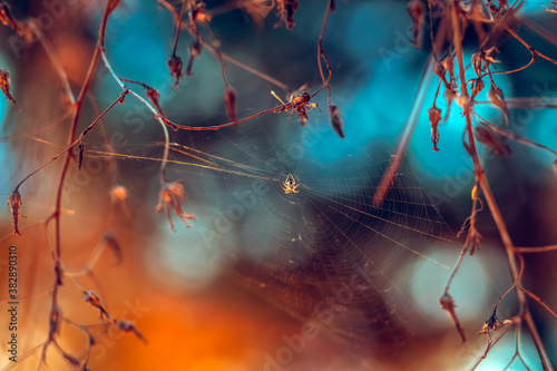 Spider Web in the Forest