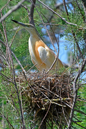 Rallenreiher (Ardeola ralloides) auf dem Nest - nesting Squacco heron