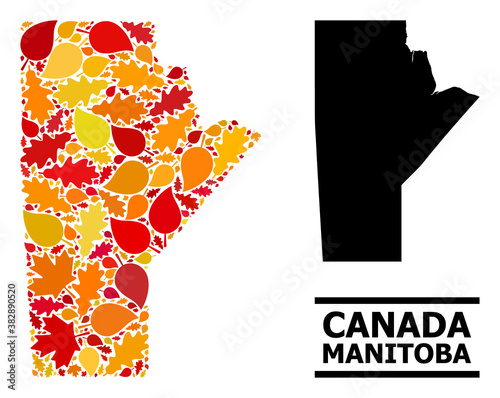 Mosaic autumn leaves and solid map of Manitoba Province. Vector map of Manitoba Province is made from random autumn maple and oak leaves. Abstract territory plan in bright gold, red,