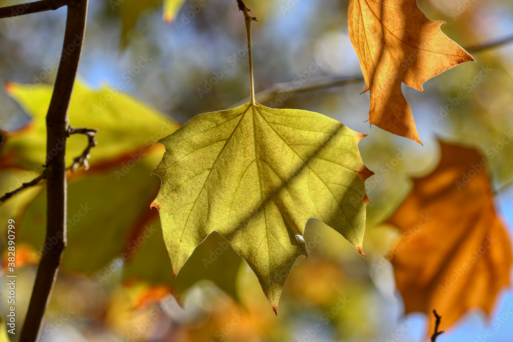 Fototapeta premium Colorful foliage in the autumn forest. Autumn leaves sky background. Autumn trees leaves in beautiful color.