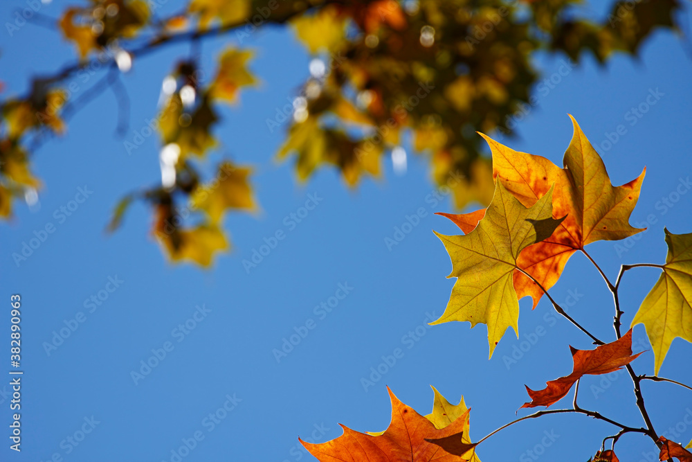 Fototapeta premium Colorful foliage in the autumn forest. Autumn leaves sky background. Autumn trees leaves in beautiful color.