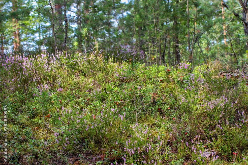 Obraz premium Summer landscape sketches from a pine forest