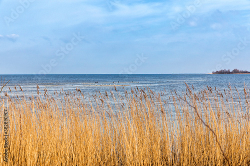 Flock of birds on Ijsselmeer