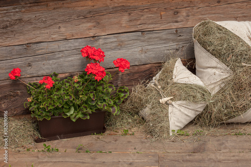 Rural scene during hay harvest in Val Gardena in Dolomites photo