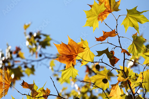 Colorful foliage in the autumn forest. Autumn leaves sky background. Autumn trees leaves in beautiful color.