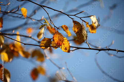 Colorful foliage in the autumn forest. Autumn leaves sky background. Autumn trees leaves in beautiful color.