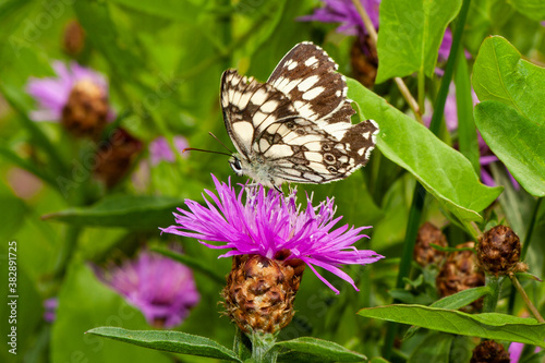 Schachbrettfalter auf Distel