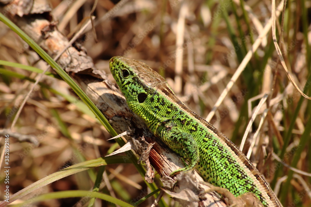 Male sand lizard (Lacerta agilis) in bright green breeding coloration, blending into dry grassland habitat. A protected reptile species across Europe Male sand lizard (Lacerta agilis) in bright green breeding coloration, blending into dry grassland habitat. A protected reptile species across Europe