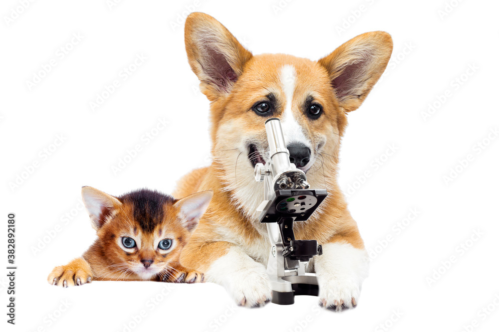 dog laboratory and microscope