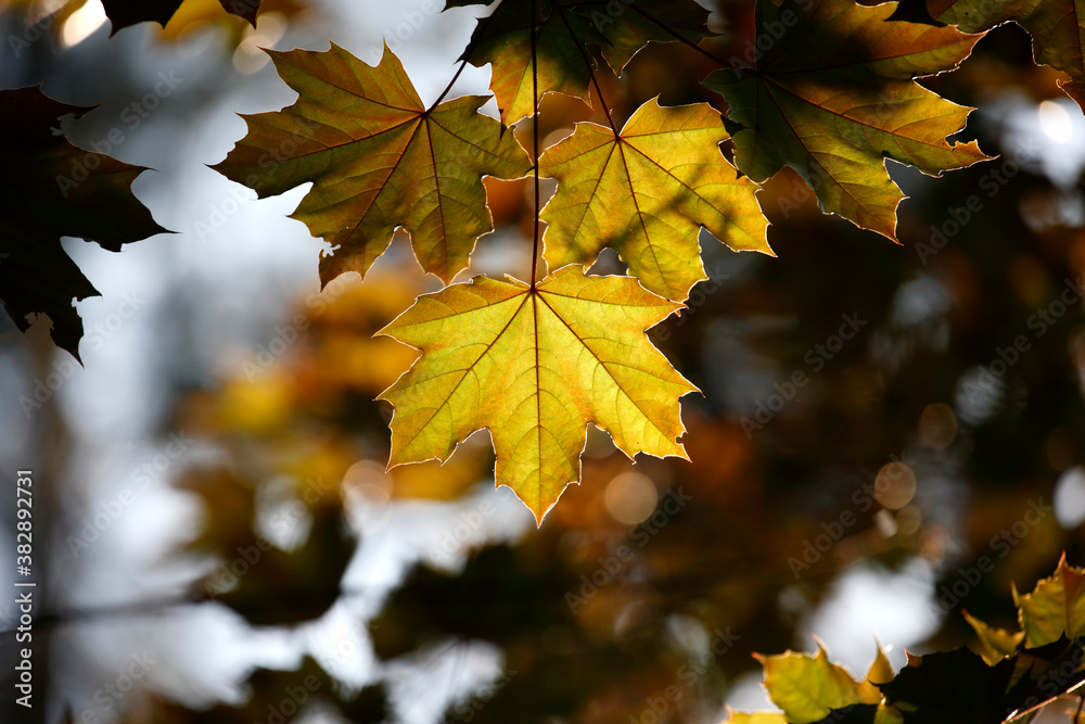 Fototapeta premium Colorful foliage in the autumn forest. Autumn leaves sky background. Autumn trees leaves in beautiful color.