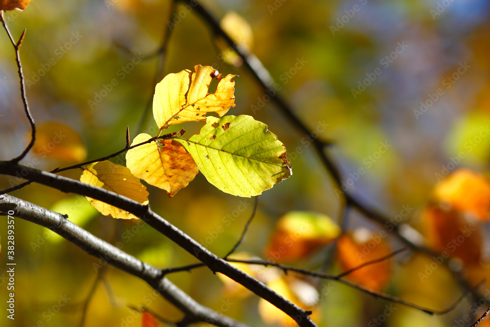 Obraz premium Colorful foliage in the autumn forest. Autumn leaves sky background. Autumn trees leaves in beautiful color.