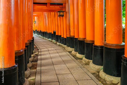 Japan. The orange gate of the temple on mount Inariyama. Fushimi Inari temple in Kyoto. Fushimi Inari Taisha Temple. The Goddess Inari. Mythology. The orange torii. Japan's most recognizable landmark © Grispb