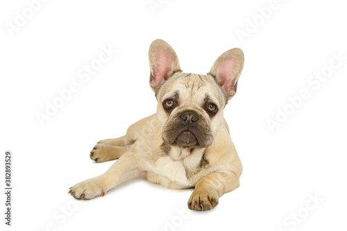 Cute six month old French bulldog puppy lying against a white background