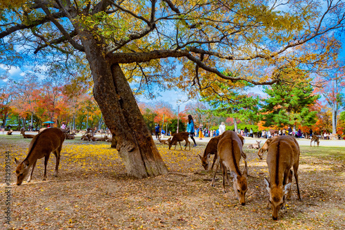 Natural attractions of Japa...