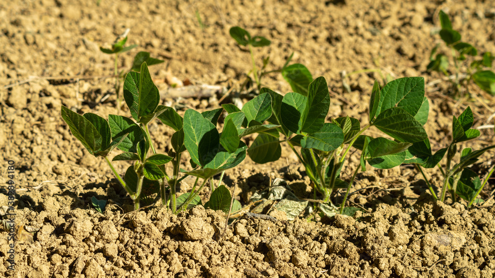 
Agricultural plantation in early spring, close up of small ripening plants