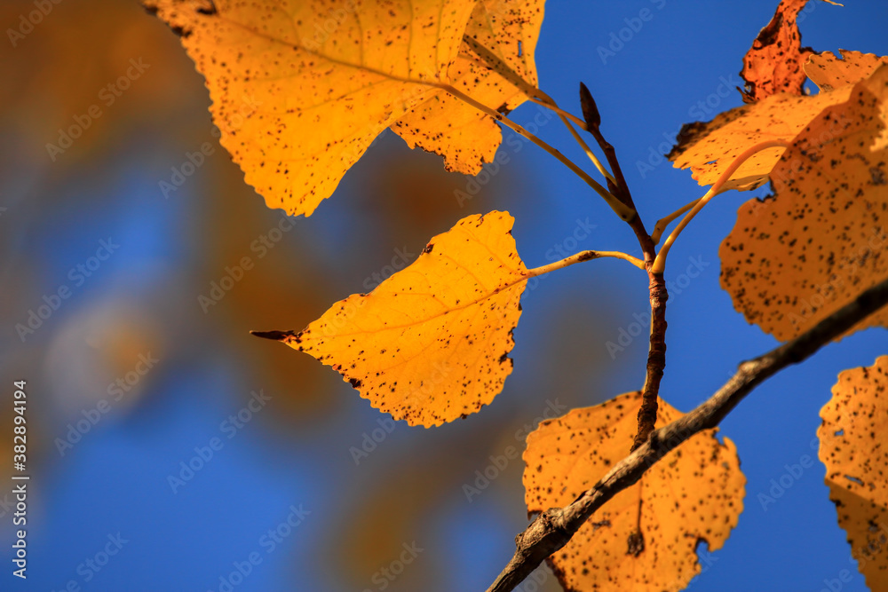 Obraz premium Colorful foliage in the autumn forest. Autumn leaves sky background. Autumn trees leaves in beautiful color.