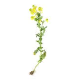 Blossoming yellow bittercress isolated on white background