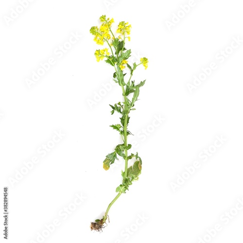 Blossoming yellow bittercress isolated on white background