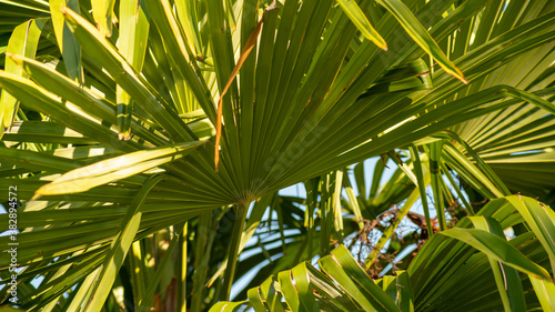 Fototapeta Naklejka Na Ścianę i Meble -  
Close-up on a palm tree, details of the webbed stems