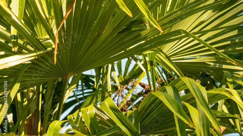 Fototapeta Naklejka Na Ścianę i Meble -  
Close-up on a palm tree, details of the webbed stems