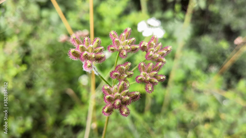 Vászonkép Wild plants, whose hairy seeds stick to clothes
