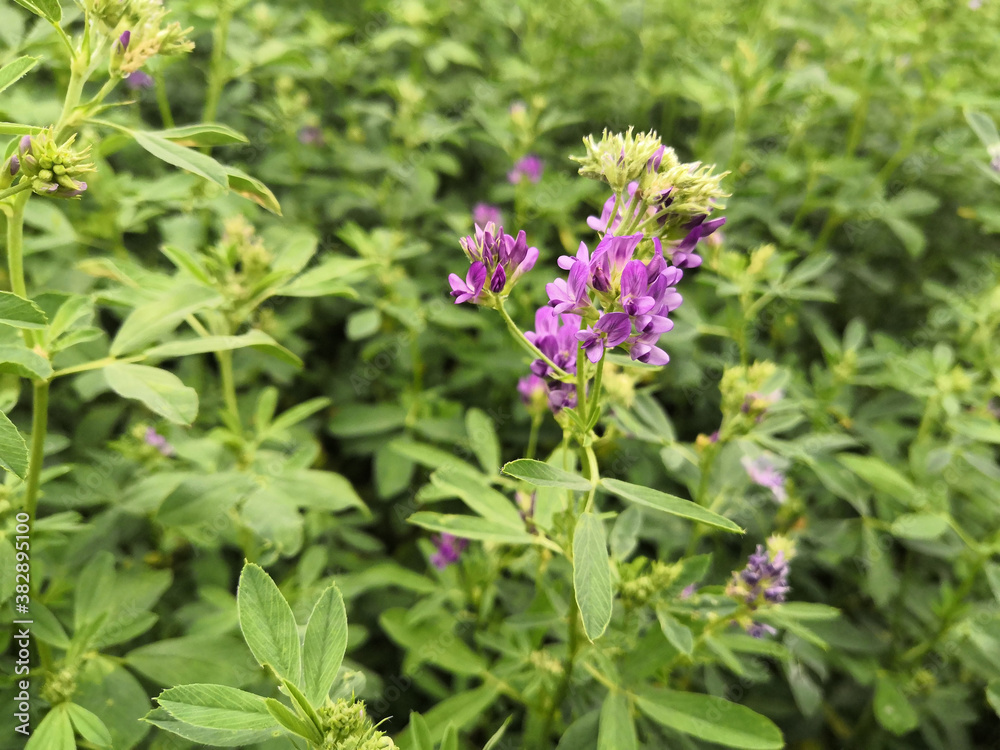 Close up on a field of alfalfa blooms, in spring Close up on a field of alfalfa blooms, in spring