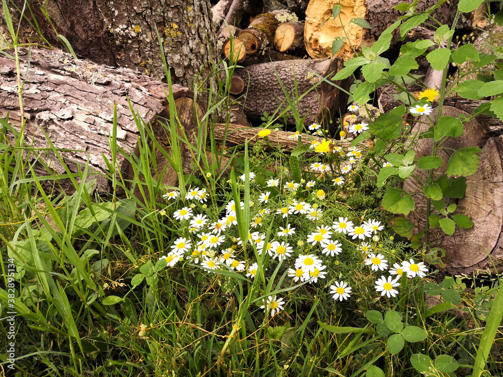 Obraz premium Pretty daisies blossoming among herbs and chopped wood