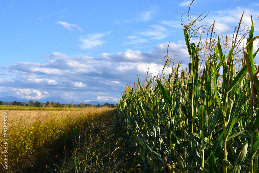 Naklejka premium grass and sky