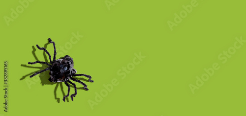 Halloween black spider - overhead view flat lay © Tierney