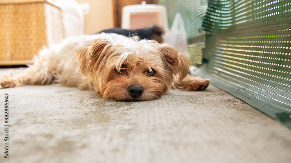 Yorkshire terrier dog female lying on the ground, portrait
Yorkshire terrier dog female lying on the ground, portrait