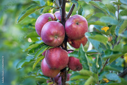 Autumn harvest brings abundance of fruit. Red apples ripe on tree. Autumn garden or orchard. Apple cultivation. Agriculture and horticulture. Harvesting time. Fall crops