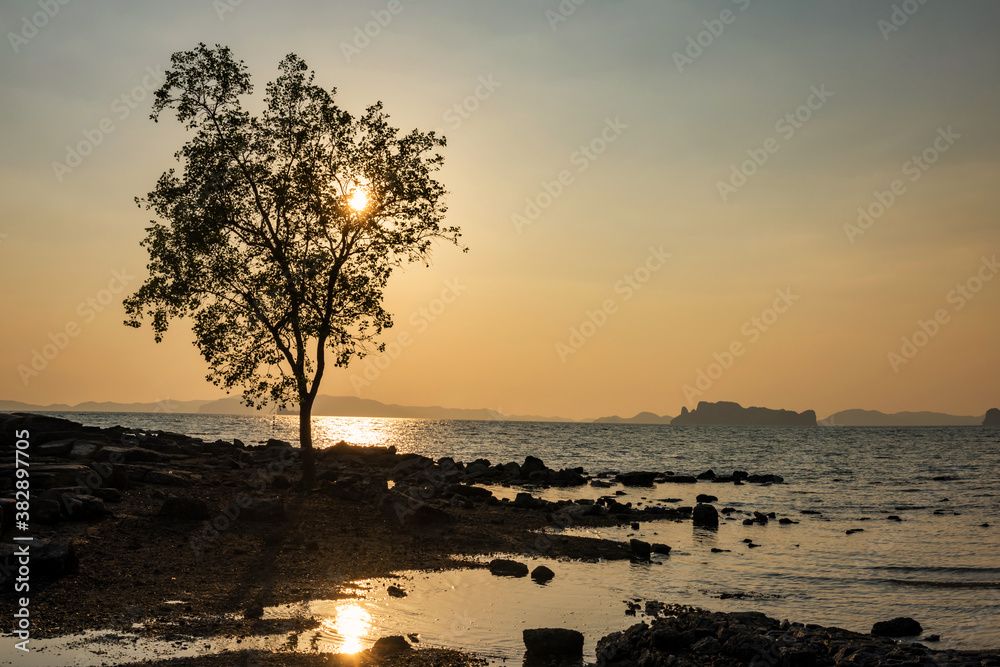 Silhouette tree and seascape at sunset, Krabi Silhouette tree and seascape at sunset, Krabi
