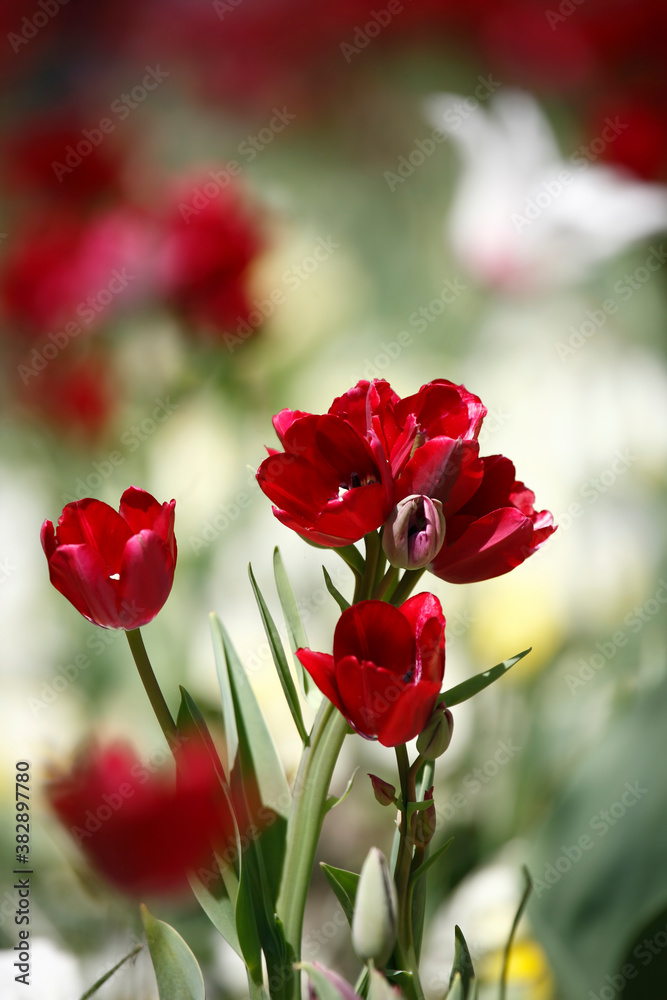 Colorful tulips flowers blooming in a garden.Very beautiful tulips in bloom and smell spring. Colorful tulip garden. Colorful tulips flowers blooming in a garden.Very beautiful tulips in bloom and smell spring. Colorful tulip garden.