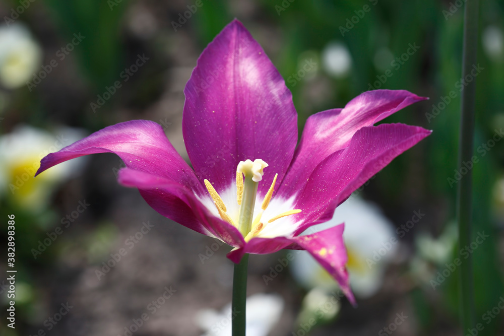 Colorful tulips flowers blooming in a garden.Very beautiful tulips in bloom and smell spring. Colorful tulip garden. Colorful tulips flowers blooming in a garden.Very beautiful tulips in bloom and smell spring. Colorful tulip garden.
