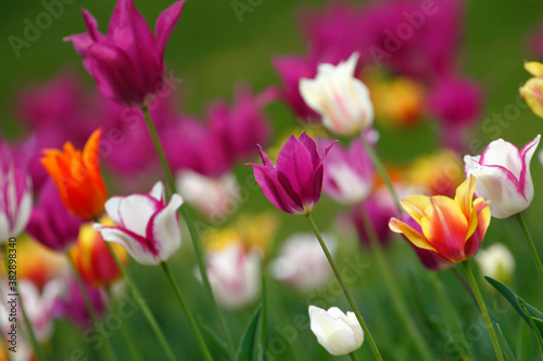 Colorful tulips flowers blooming in a garden.Very beautiful tulips in bloom and smell spring. Colorful tulip garden. © photokrle