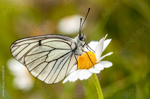 Butterfly on the colorful flower in nature.