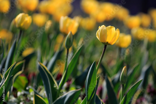 Colorful tulips flowers blooming in a garden.Very beautiful tulips in bloom and smell spring. Colorful tulip garden.