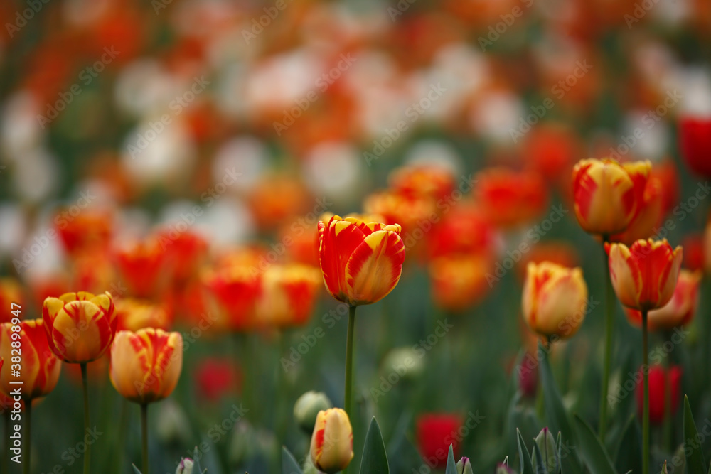 Fototapeta premium Colorful tulips flowers blooming in a garden.Very beautiful tulips in bloom and smell spring. Colorful tulip garden.