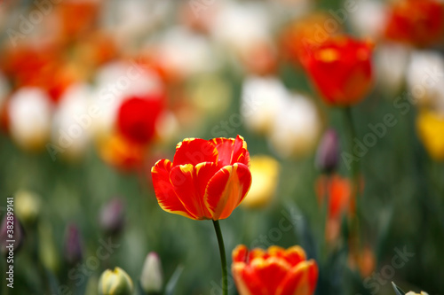 Colorful tulips flowers blooming in a garden.Very beautiful tulips in bloom and smell spring. Colorful tulip garden.