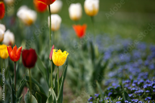 Colorful tulips flowers blooming in a garden.Very beautiful tulips in bloom and smell spring. Colorful tulip garden.