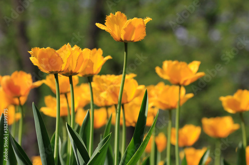 Colorful tulips flowers blooming in a garden.Very beautiful tulips in bloom and smell spring. Colorful tulip garden.