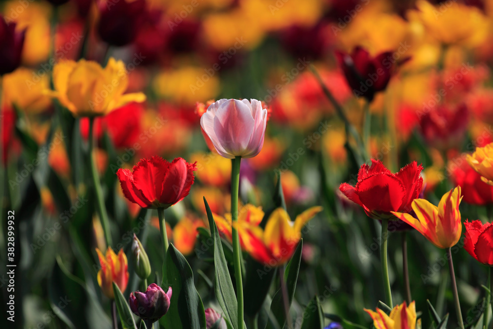 Colorful tulips flowers blooming in a garden.Very beautiful tulips in bloom and smell spring. Colorful tulip garden. Colorful tulips flowers blooming in a garden.Very beautiful tulips in bloom and smell spring. Colorful tulip garden.