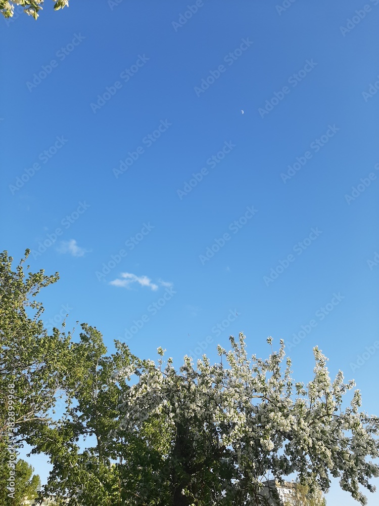 Fototapeta premium trees and sky