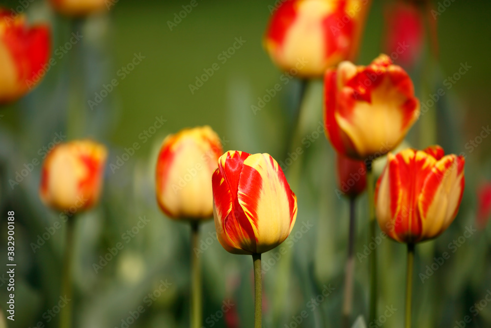 Colorful tulips flowers blooming in a garden.Very beautiful tulips in bloom and smell spring. Colorful tulip garden. Colorful tulips flowers blooming in a garden.Very beautiful tulips in bloom and smell spring. Colorful tulip garden.