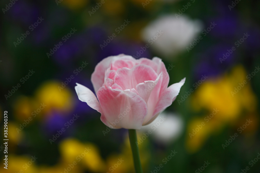 Colorful tulips flowers blooming in a garden.Very beautiful tulips in bloom and smell spring. Colorful tulip garden.