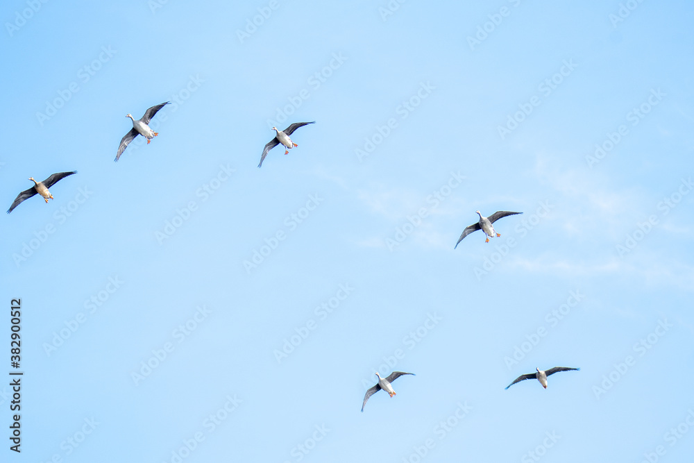 マガンの群れが空を飛ぶ様子　　バンクーバー　ブリティッシュコロンビア　カナダ
