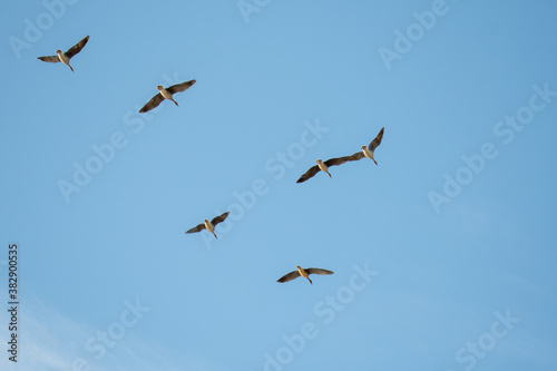 マガンの群れが空を飛ぶ様子 バンクーバー ブリティッシュコロンビア カナダ 