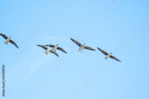 マガンの群れが空を飛ぶ様子 バンクーバー ブリティッシュコロンビア カナダ 