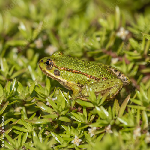 Juvenile Marsh Frog (about 3-4cm) Sitting on the Edge of a Pond